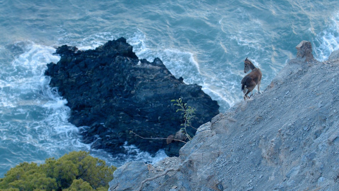 'Vahşi Akdeniz' 5 Pazar Günü 20.00'de   National Geographic WILD Ekranlarında!