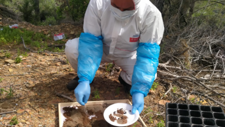 Anamur Orman İşletme Müdürlüğü, Çamkese böceği ile biyolojik mücadeleye başladı