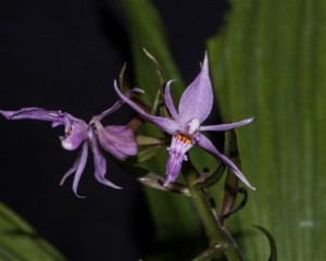 Çin'de 1,800 metre yükseklikte yeni bir orkide türü bulundu