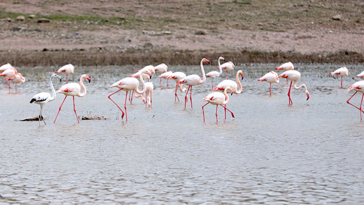 Aksaray'ın misafir flamingoları evlerine gelmeye başladı