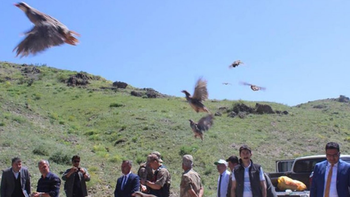 Kars'ta kınalı keklikler doğaya salındı