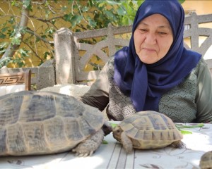 Amasyalı 71 yaşındaki Zekiye Artut bahçesindeki 3 kaplumbağaya özenle bakıyor