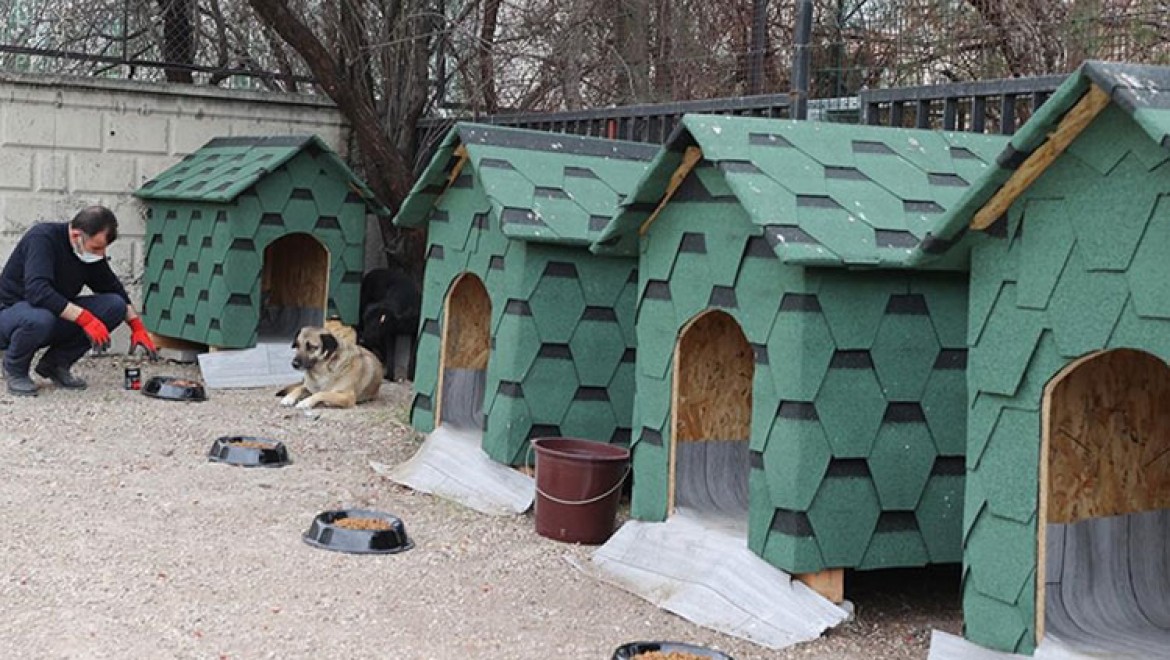 Devlet Arşivleri Başkanlığı, bahçesini sahipsiz hayvanlar için 'açık barınak' haline getirdi
