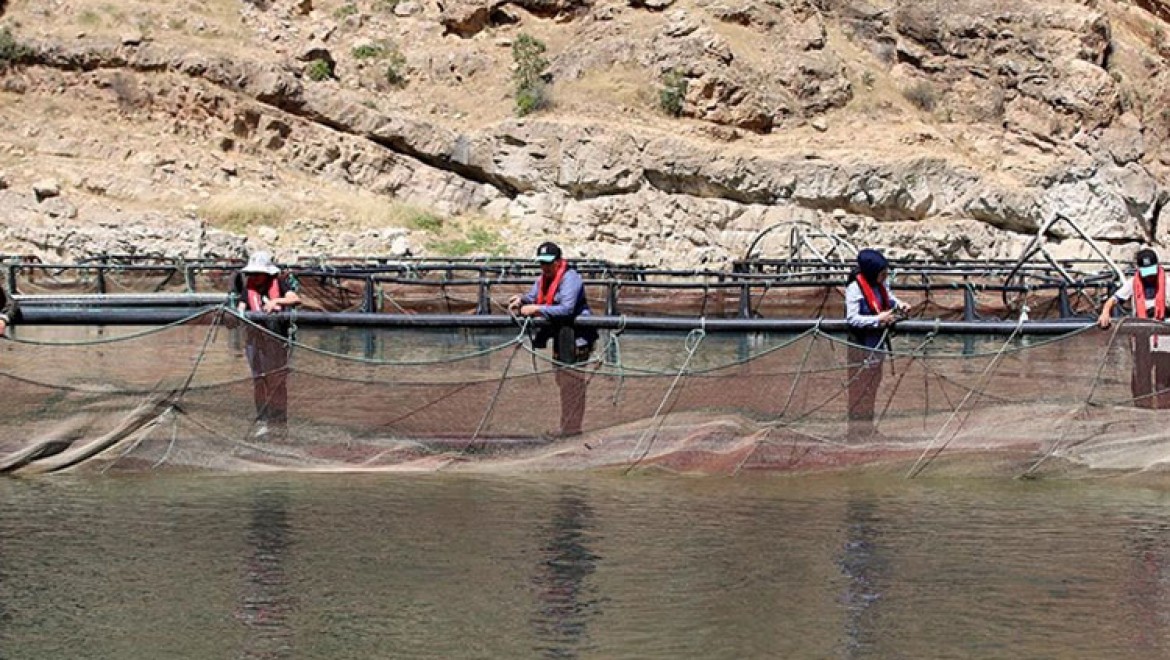 Elazığ'da alabalık üreten kadınlar ekmeğini Fırat Nehri'nden kazanıyor