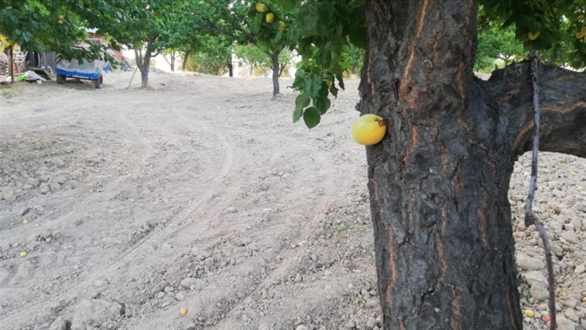 Elazığ'da bir bahçede kayısı meyvesi, ağacın dalında değil gövdesinde çıktı