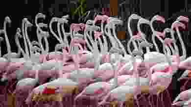 Dünya Flamingo Günü Kutlanıyor