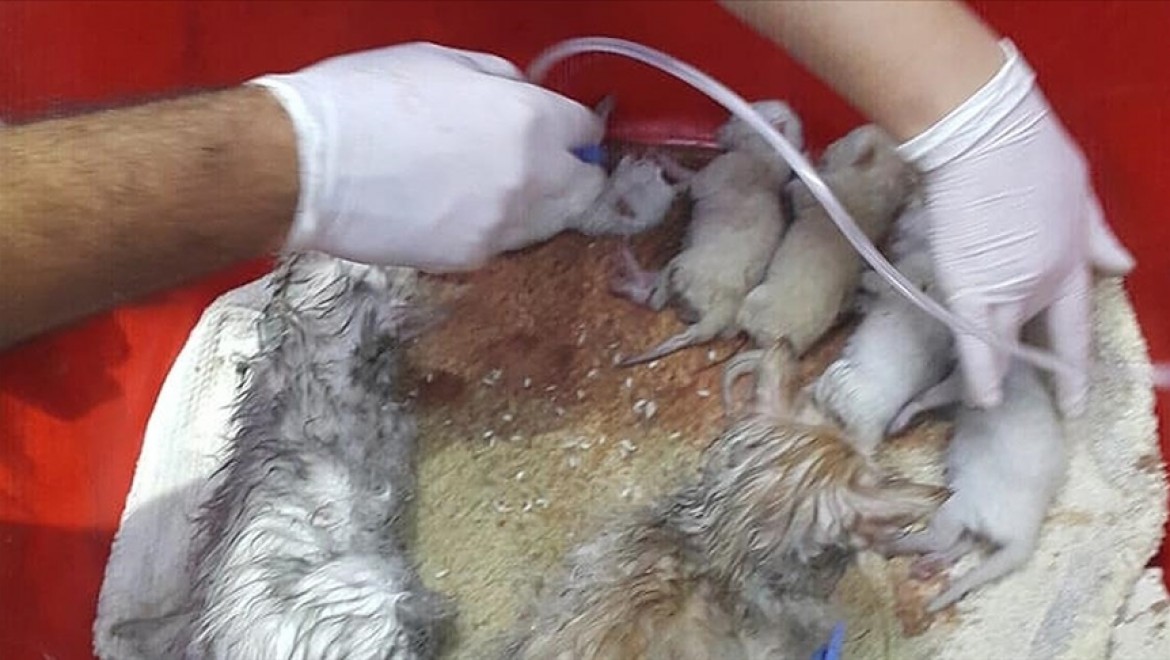 Denizli'de sağlık çalışanları yangında dumandan etkilenen 7 kediye müdahale etti