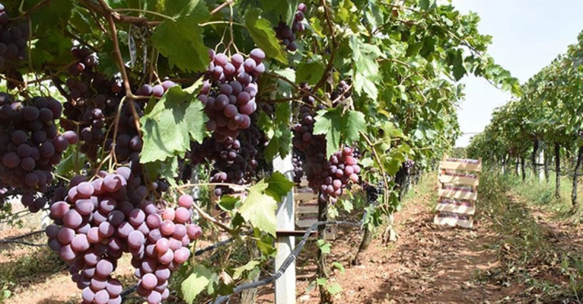 Bilecik'te yetiştirilen 'Red Globe' cinsi üzümler ihracata hazırlanıyor