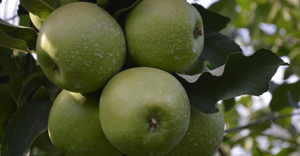 Afyonkarahisar'dan 3 kıtaya elma ihracatı