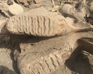 Ekim için sürülen tarlada fil fosili bulundu