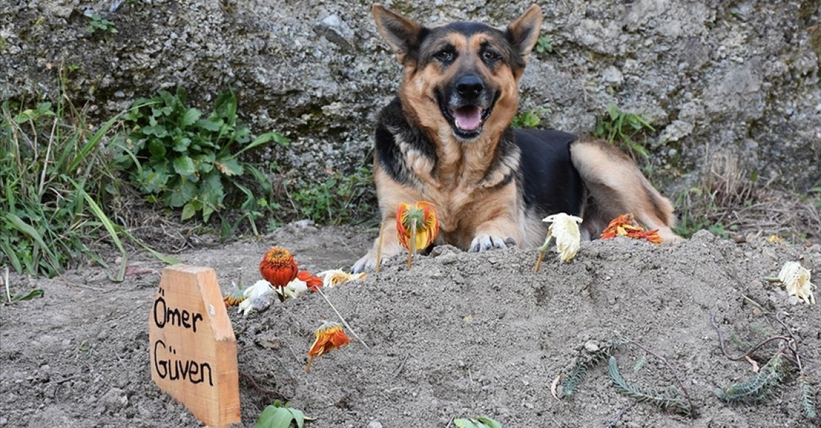 Trabzon'da sahibi vefat eden köpek mezarın başından ayrılmıyor