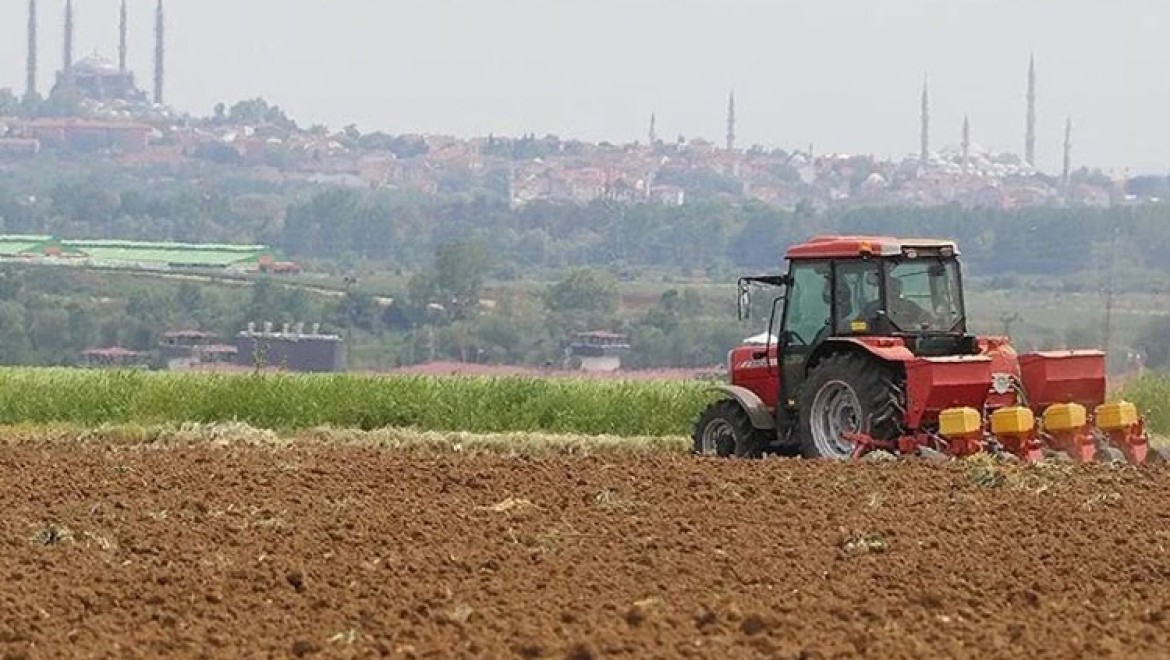 Edirne'de hastalıklara dayanıklı yerli hibrit ayçiçeği tohumları toprakla buluşuyor