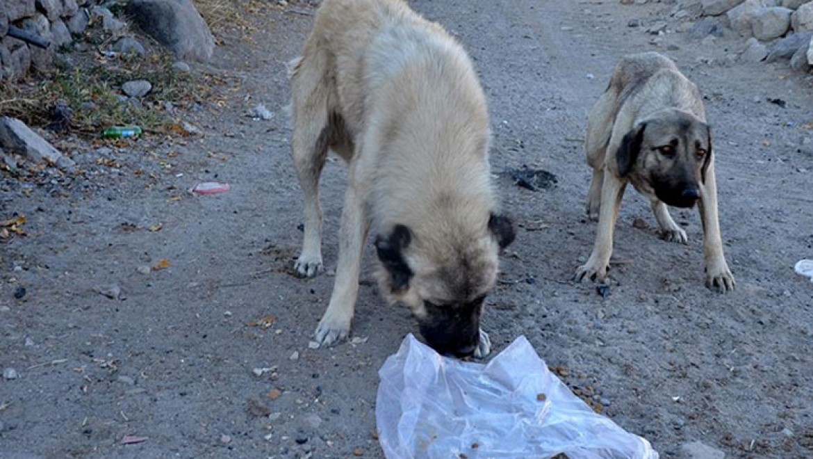 Konya'da 'köpeklerin diri diri gömüldüğü' iddiasıyla ilgili soruşturma başlatıldı