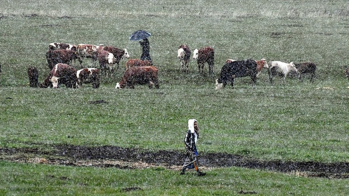 Kars'ta besiciler kar yağışına hazırlıksız yakalandı