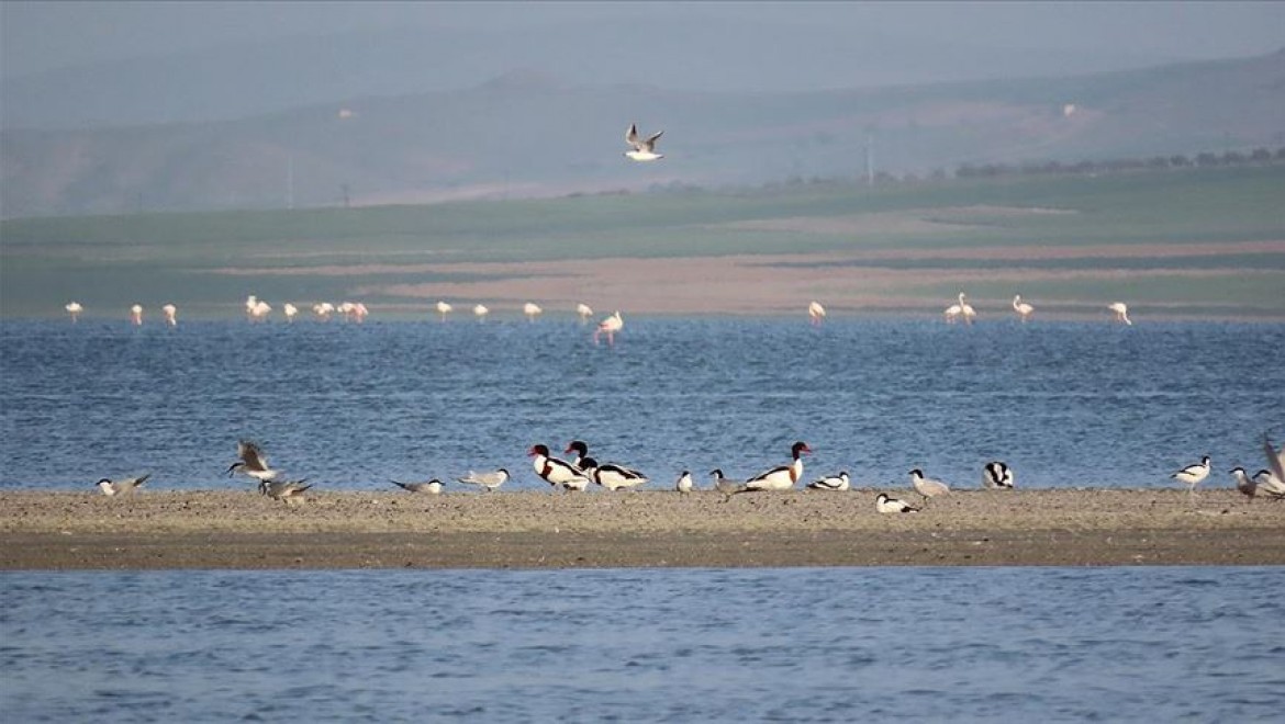 Kırlangıçlar Seyfe Gölü'ndeki yuvalarına döndü