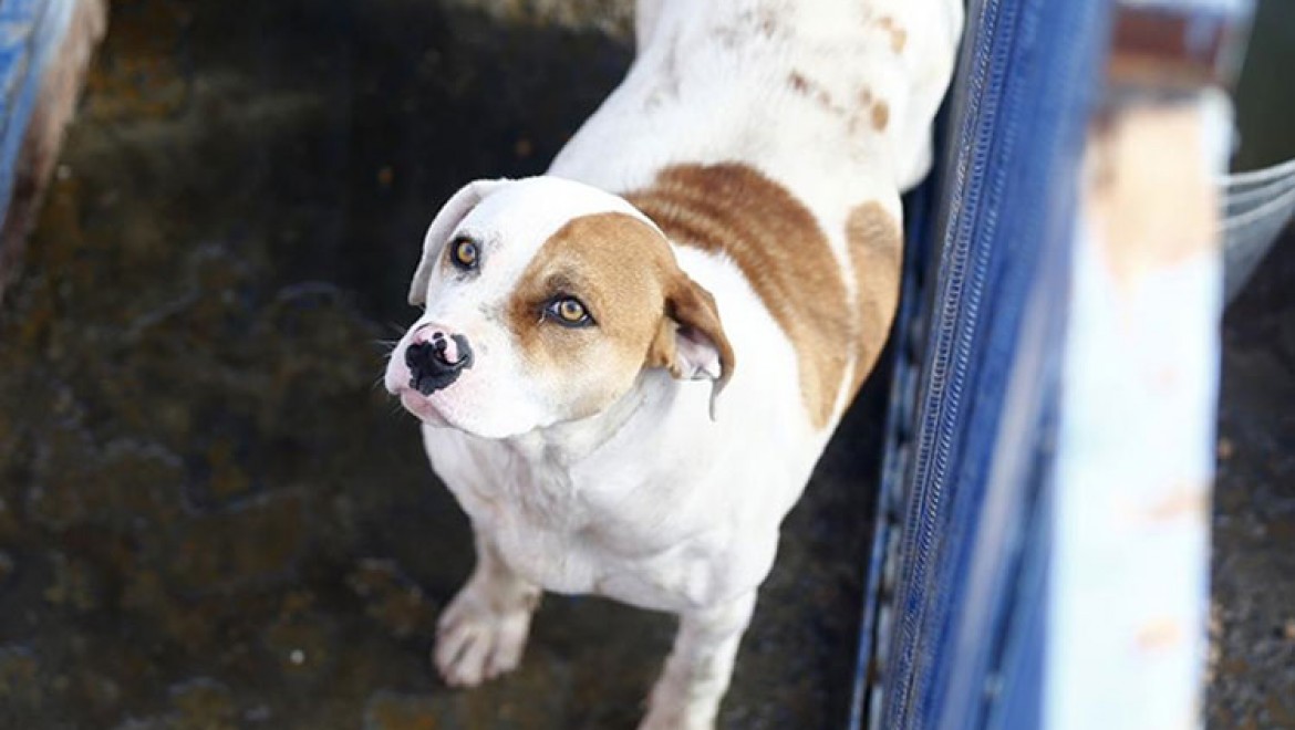 Kayseri'de tehlikeli tür köpekler sokak yerine sıcak yuvalarında yaşıyor