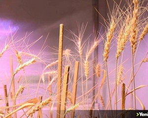 Karaman'daki üniversitenin çalışmalarında gluten değeri çok düşük buğday tohumu bulundu