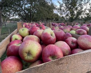 Kastamonu'da yaklaşık 23 bin ton elma rekoltesi bekleniyor