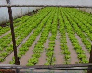 Çanakkale'de şiddetli yağış nedeniyle tarım alanlarını su bastı