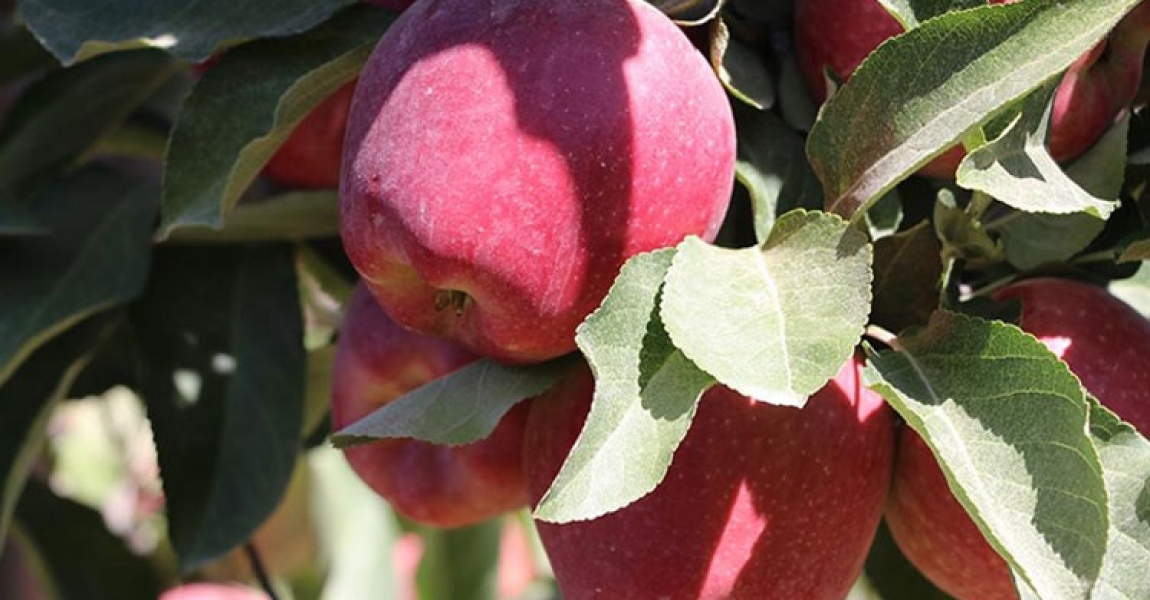 Ege'nin elma deposu Çivril'de rekolte beklentisi 180 bin ton