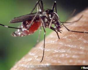 İstanbul'da yayılımı artan "Aedes" sivrisineği alerjik reaksiyona yol açıyor