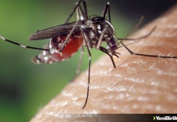 İstanbul'da yayılımı artan "Aedes" sivrisineği alerjik reaksiyona yol açıyor