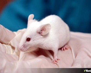 Genç farelerin omurilik sıvısı yaşlı farelerde hafıza fonksiyonunu artırabilir