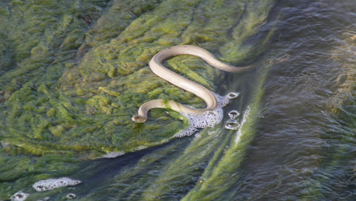"Beyşehir'de su kanalında akıntıya karşı yüzen su yılanları görenlerin ilgisini çekiyor"