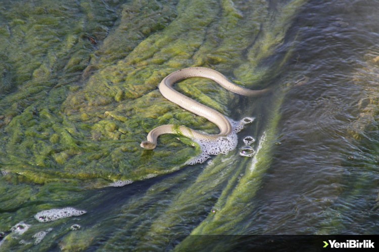 "Beyşehir'de su kanalında akıntıya karşı yüzen su yılanları görenlerin ilgisini çekiyor"