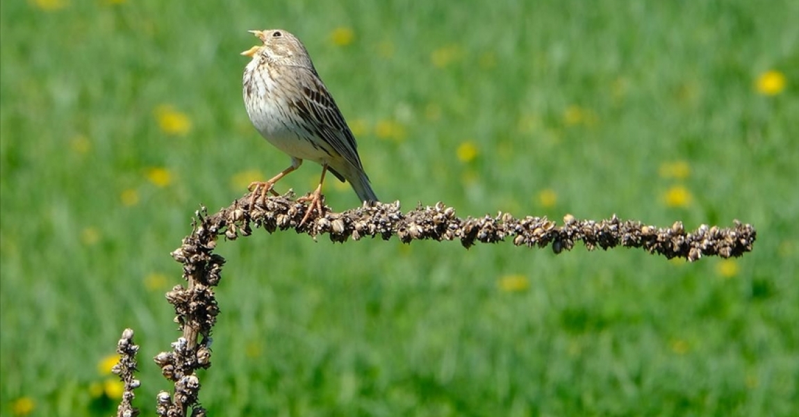 Doğu Anadolu'nun kuş cennetlerinde bir günde 170 türden göçmen kuş sayıldı