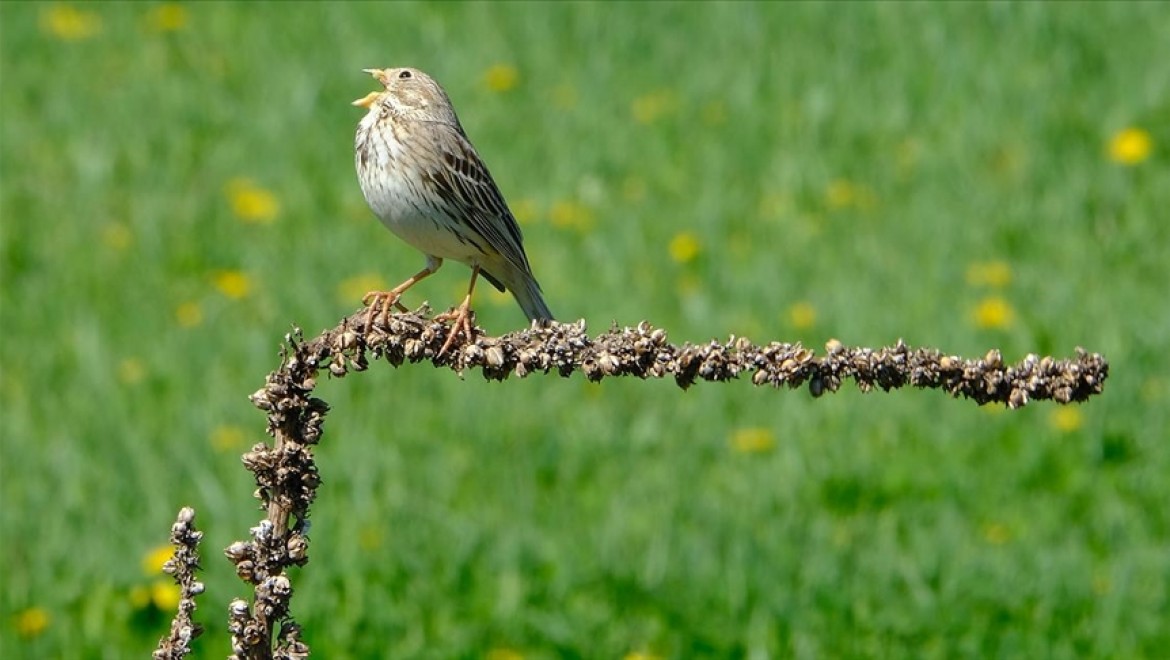 Doğu Anadolu'nun kuş cennetlerinde bir günde 170 türden göçmen kuş sayıldı