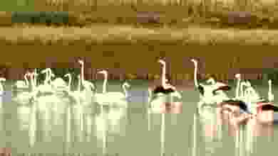 Çorum'da yaklaşık 40 flamingo gözlendi