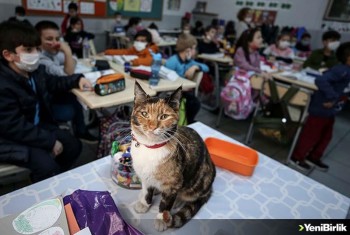 Kedi "Karamel" soğuktan sığındığı okulun maskotu oldu