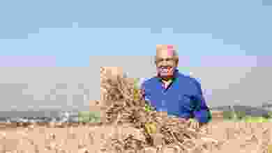 Nilüfer'de yerel tohumdan üretilen buğday hasadı başladı