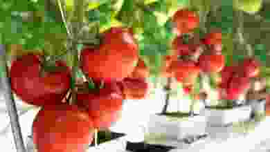 Kalıntısız domates üretiminde yeni dönem