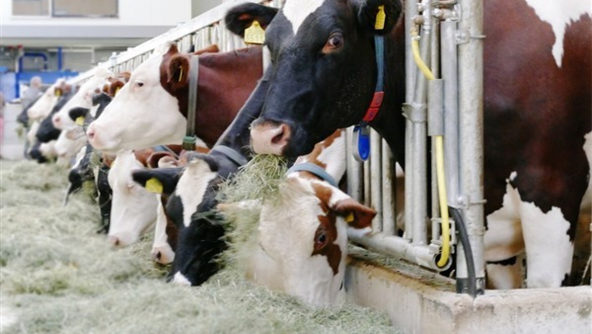 Çiğ süt üretimi 2023'te yüzde 0,4 azalarak 21 milyon 481 bin 567 tona geriledi