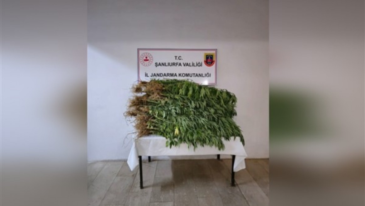 Şanlıurfa'da 418 kök kenevir bitkisi ele geçirildi