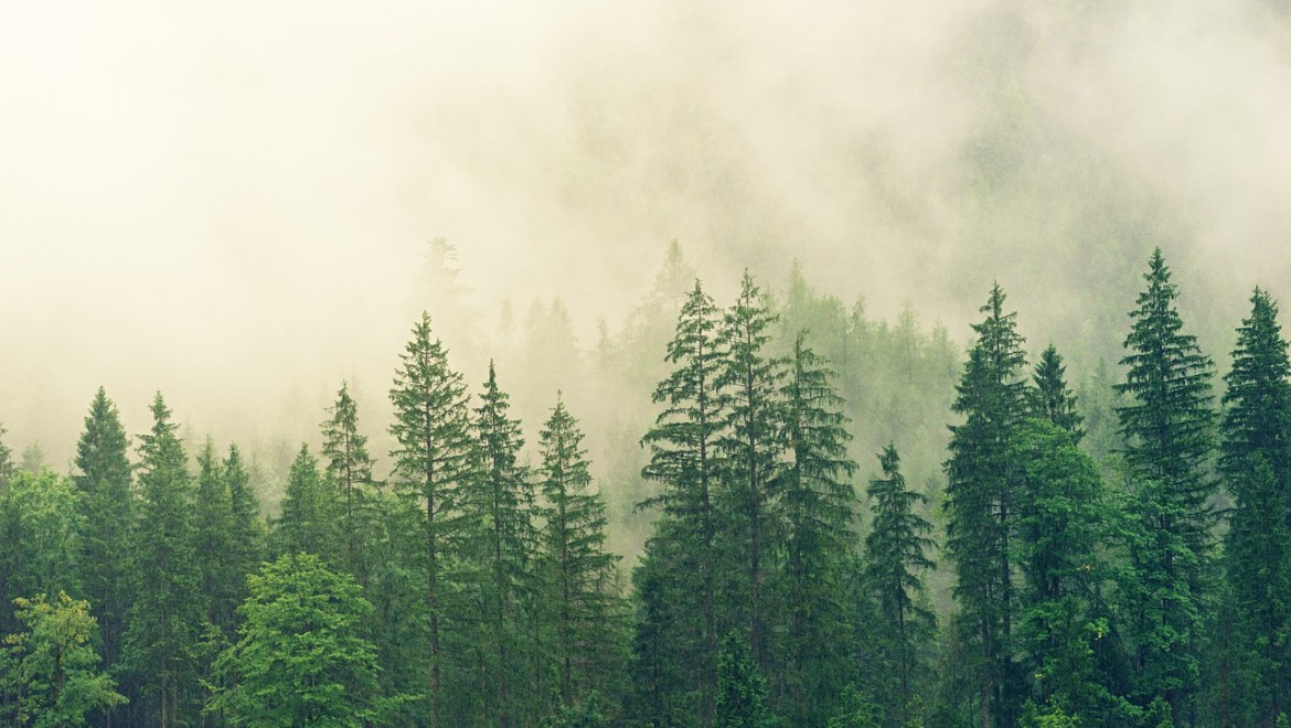 BM: Ormanlar gezegen sağlığı ve insan refahı için gereklidir
