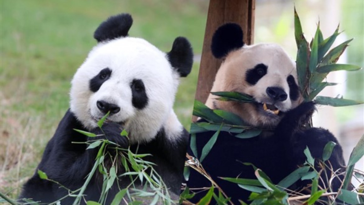 Çin, San Diego Hayvanat Bahçesi'ne iki panda gönderiyor