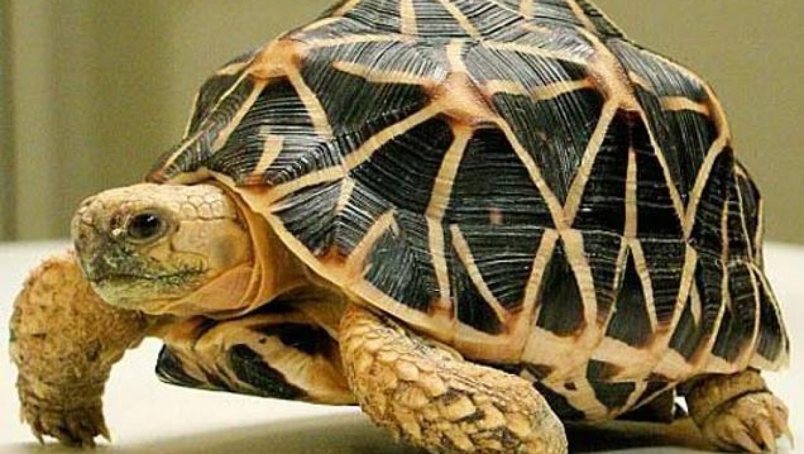 Malezya yüzlerce kaplumbağayı ''Ninja Kaplumbağa Çetesi''nden kurtardı