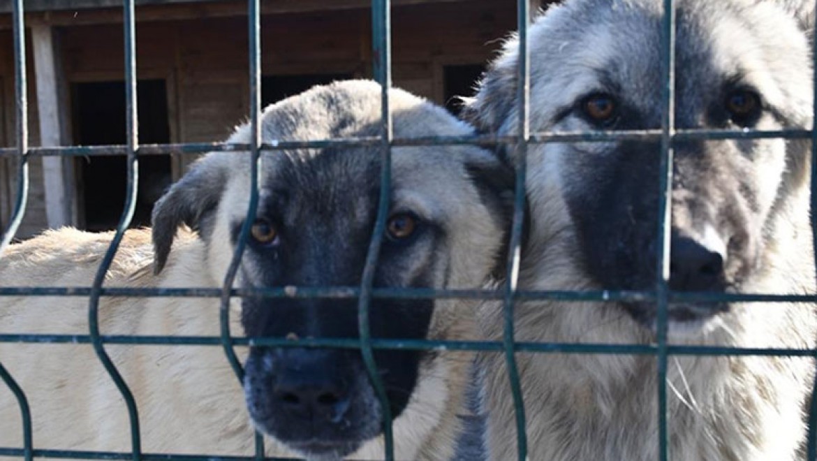 Sivas'taki bakım ve rehabilite merkezi sahipsiz hayvanlara yuva oluyor
