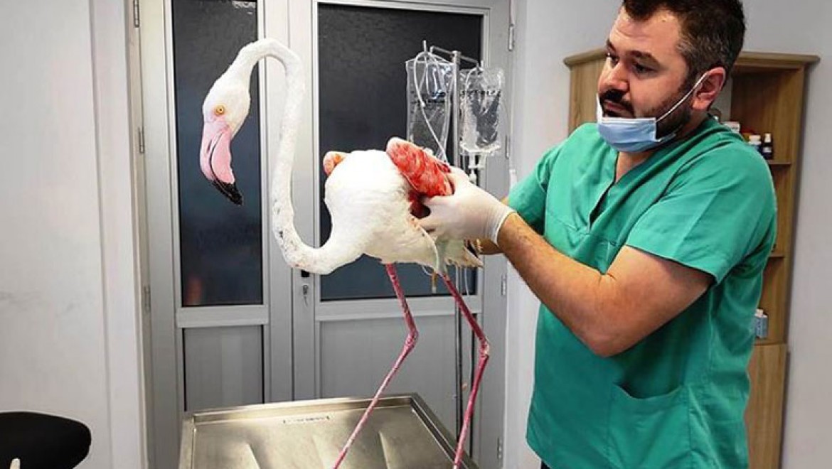 Denizli'de yaralı bulunan flamingo, tedavisinin ardından doğaya bırakıldı