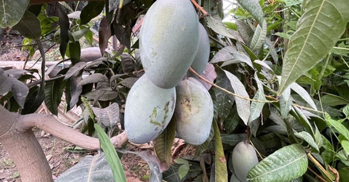 Alanya'da mango üretim alanı 2 yılda 2 kat arttı