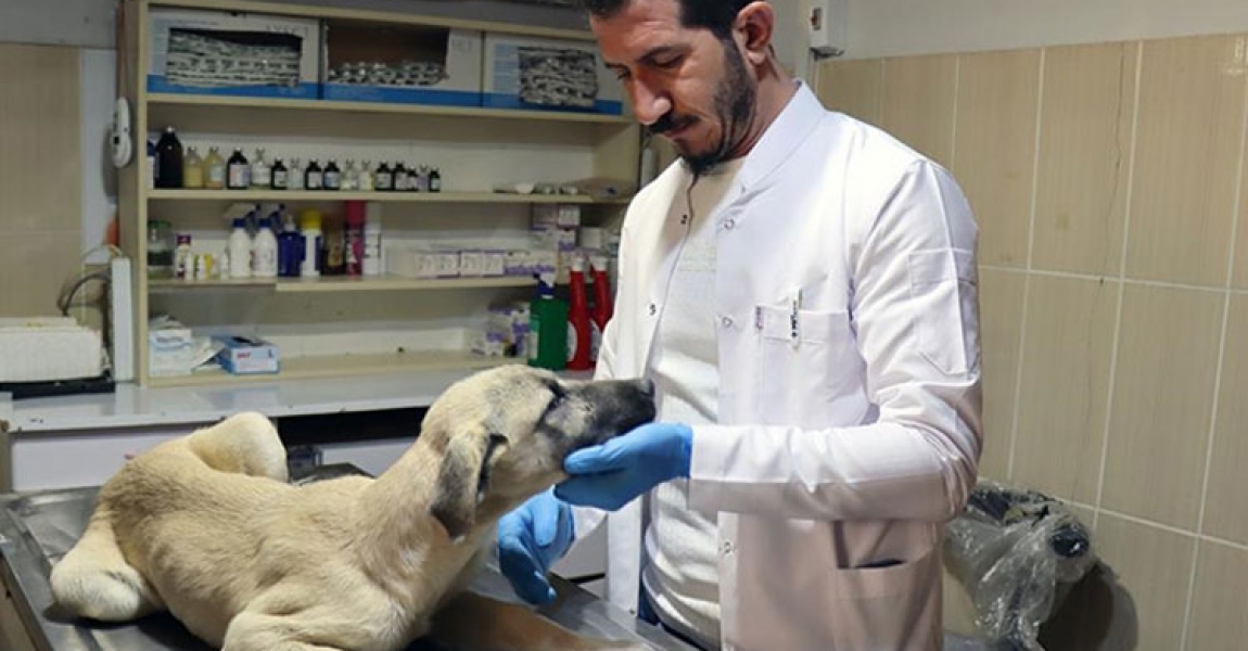 Adıyaman'da sahipsiz hayvanlara kuduz aşısı yapılıyor