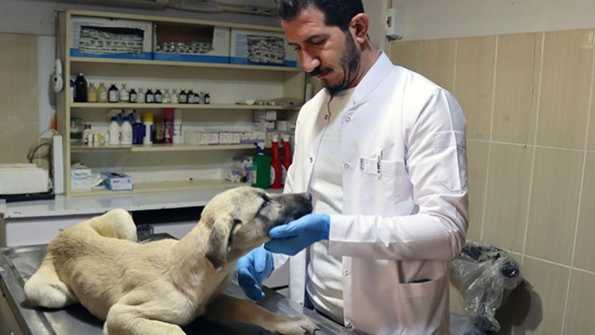 Adıyaman'da sahipsiz hayvanlara kuduz aşısı yapılıyor