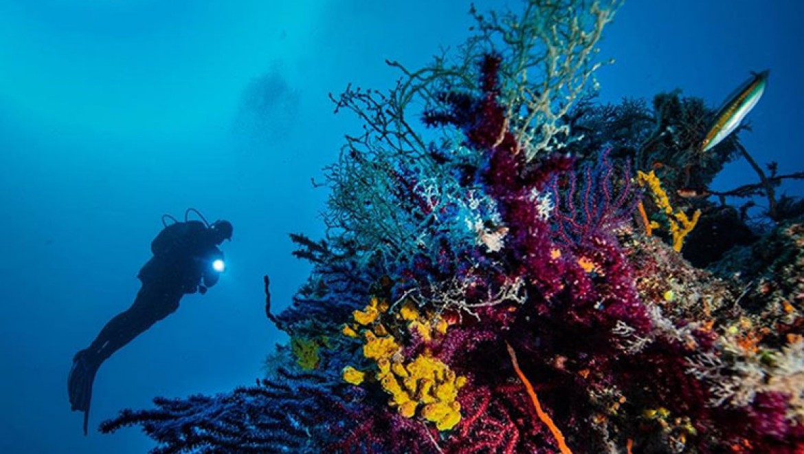 Ayvalık'ın deniz çayırlarının korunması için BM destekli proje başlatıldı