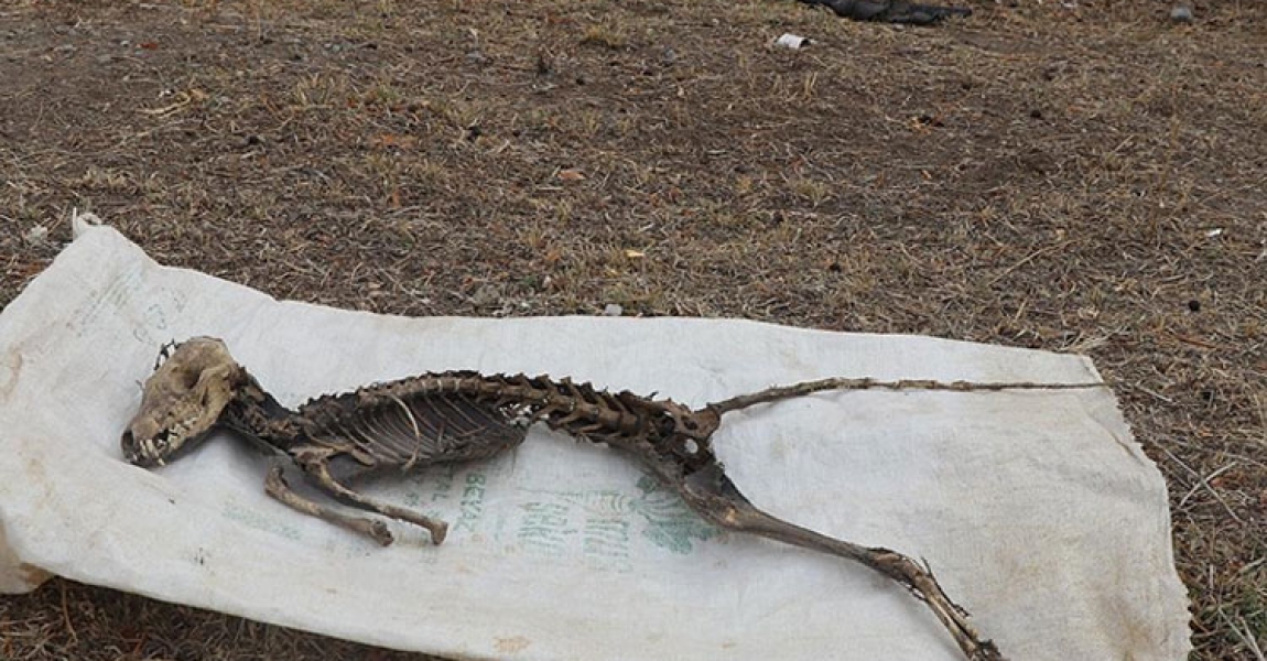 Iğdır Üniversitesi, kentteki kazıda bulunan hayvan iskeletinin türünü araştıracak