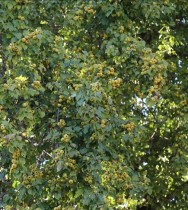 Artvin'de 1100 yıllık armut ağacında meyve hasadı yapıldı