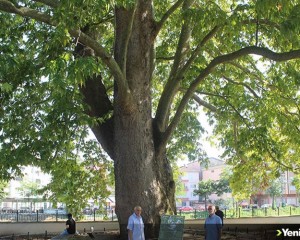Samsun'da 547 yıllık çınar ağacı, serinlemek isteyenlerin uğrak noktası oldu