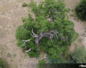 Erzincan'da 615 ve 545 yıllık meşeler 'anıt ağaç' olarak korumaya alınacak